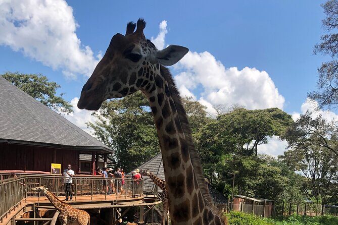 A Day Tour to Giraffe Center in Nairobi Kenya - FAQ