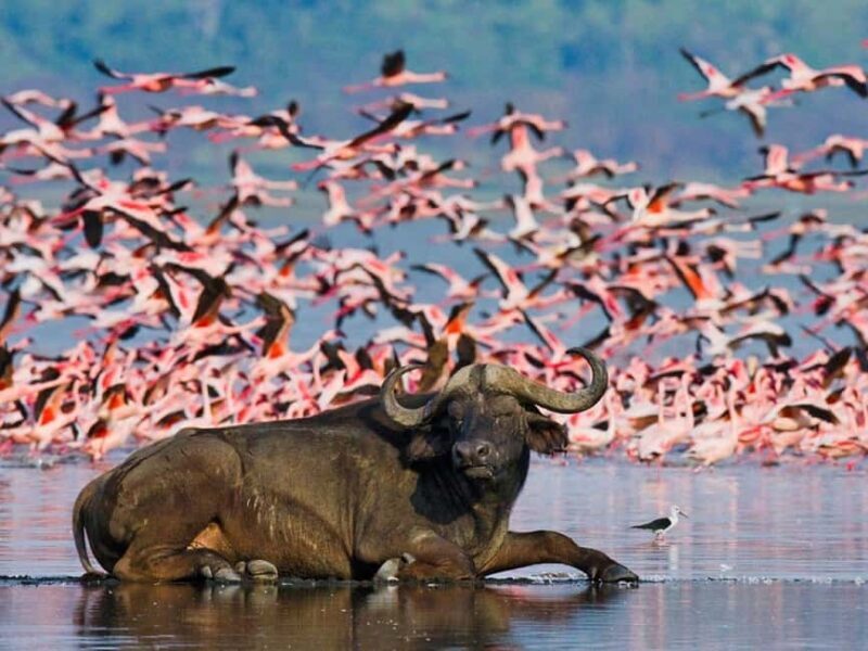 A Day Tour To Lake Nakuru And Naivasha Boat Ride - Key Points