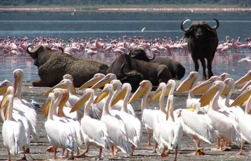 A Day Tour To Lake Nakuru And Naivasha Boat Ride - The Itinerary: What to Expect on This Kenyan Adventure