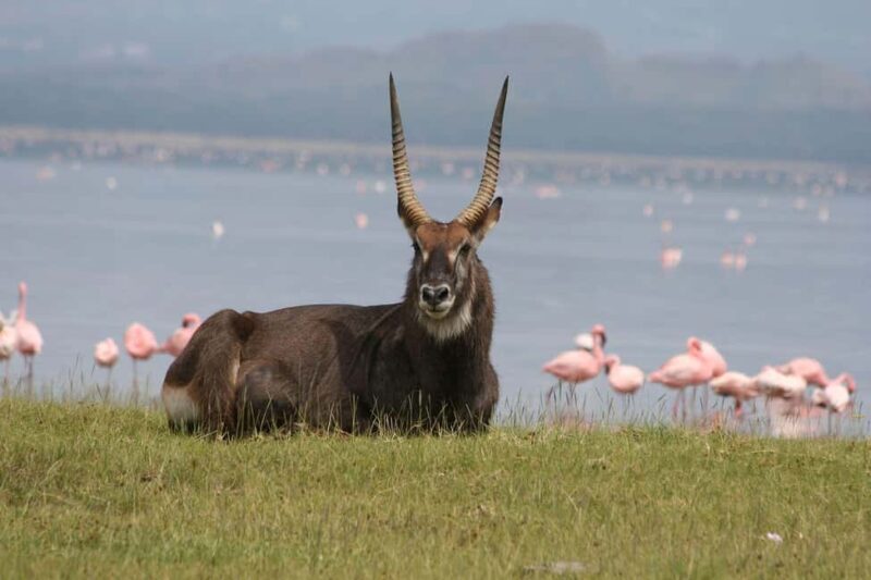 A Day Tour To Lake Nakuru And Naivasha Boat Ride - Who Is This Tour Best Suited For?