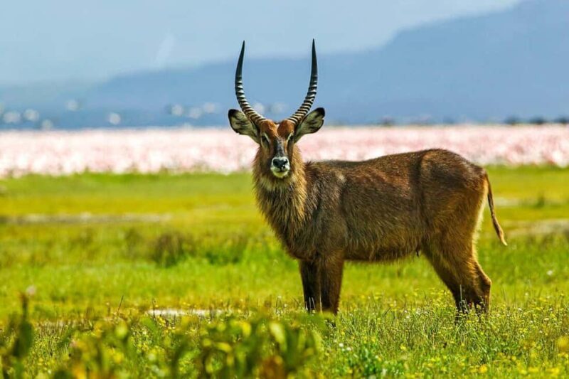 A Day Tour To Lake Nakuru And Naivasha Boat Ride - Final Thoughts
