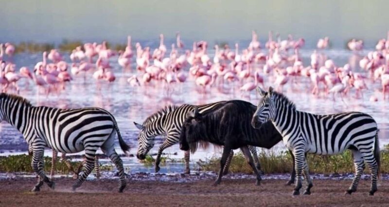 A Day Tour To Lake Nakuru And Naivasha Boat Ride - FAQ