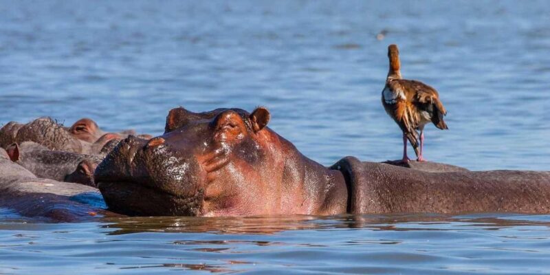 A day tour to Maasai Mara safari from Nairobi - What’s Included and What’s Not