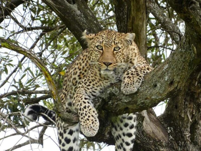 A Day trip to Lake Nakuru National Park from Nairobi - The Value of this Day Trip