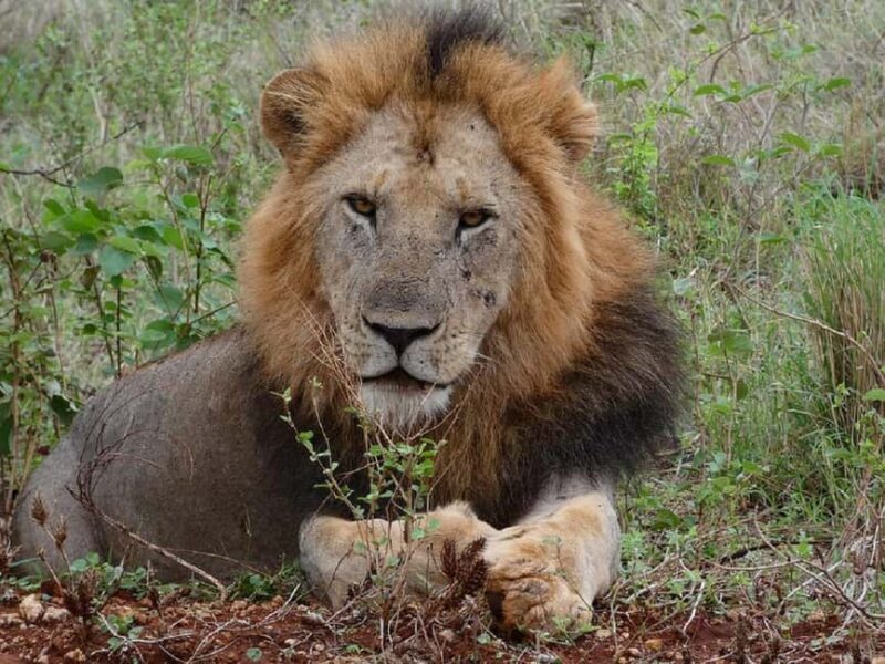 A Day trip to Lake Nakuru National Park from Nairobi - The Sum Up