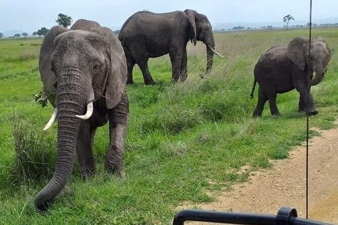 A Day Trip To Mikumi fly from Zanzibar - Who Should Consider This Tour?