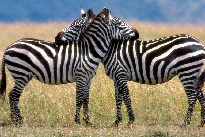 A Day Trip To Saadani National Park From Dar es salaam / Zanzibar - What to expect during the game drive