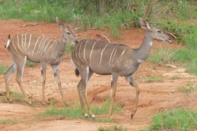 A Day Trip To Saadani National Park From Dar es salaam / Zanzibar - FAQ