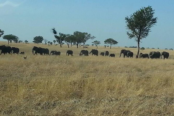 A Day Trip To Selous Fly From Zanzibar - An In-Depth Look at the Experience