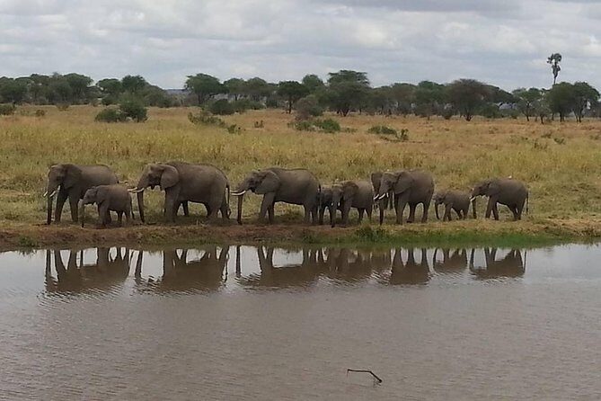 A Day Trip To Selous Fly From Zanzibar - FAQs