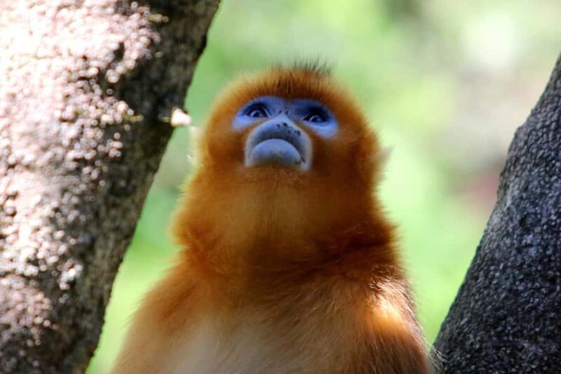 A day trip to the Xi'an Qinling Giant Panda Research Center - Key Points