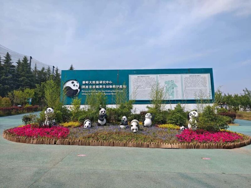 A day trip to the Xi'an Qinling Giant Panda Research Center - Deep Dive: Why This Tour Offers Value