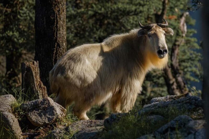 A day trip to the Xi'an Qinling Giant Panda Research Center - The Sum Up: Who Will Love This Tour?