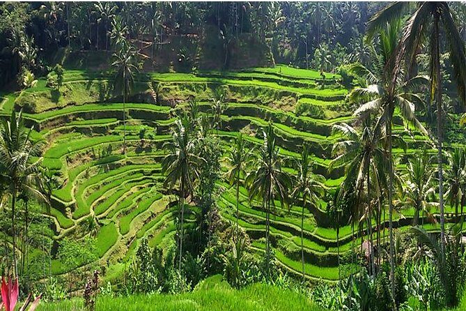 A Day Trip to Tukad Cepung & Rice Terrace - The Itinerary: What You Can Expect