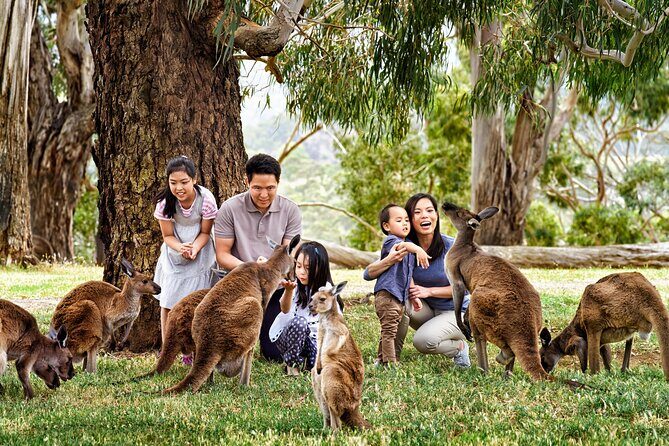 A Day with Penguins & Kangaroos: Small group Phillip Island Tour - What’s Included and What You Should Know