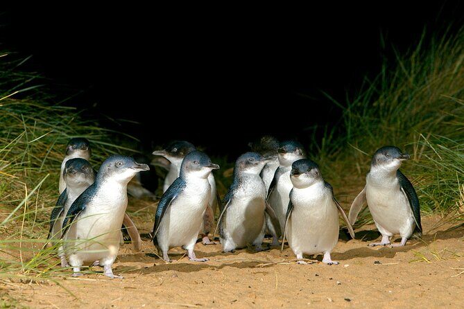 A Day with Penguins & Kangaroos: Small group Phillip Island Tour - Who Is This Tour Best For?