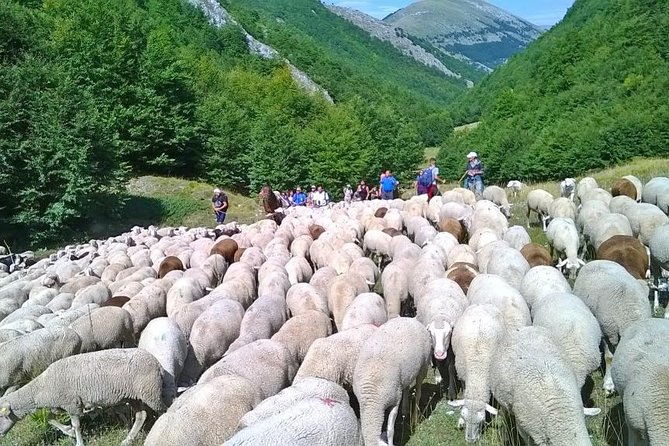 a-day-with-the-shepherd-milking-sheeps-and-making-cheese-in-the-national-park-of-abruzzo