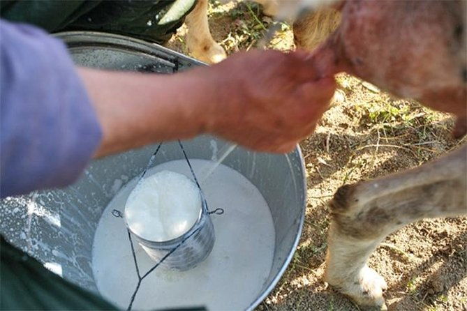 a-day-with-the-shepherd-milking-sheeps-and-making-cheese-in-the-national-park-of-abruzzo