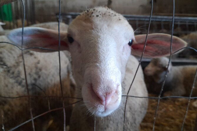 a-day-with-the-shepherd-milking-sheeps-and-making-cheese-in-the-national-park-of-abruzzo
