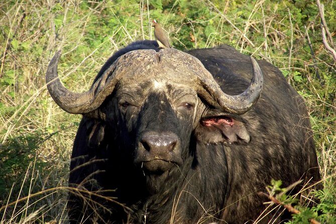 A Full Day Safari Tour to the Hluhluwe Imfolozi Big 5 Game Reserve - Discovering the Hluhluwe Imfolozi Park: A Truly Memorable Safari
