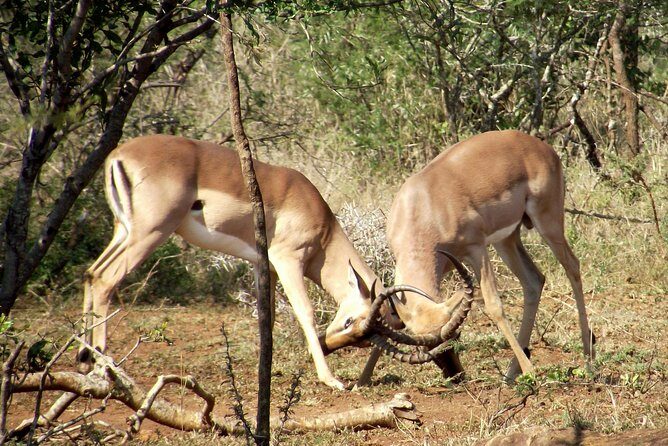 A Full Day Safari Tour to the Hluhluwe Imfolozi Big 5 Game Reserve - Practicalities: Logistics, Cost, and Whats Not Included