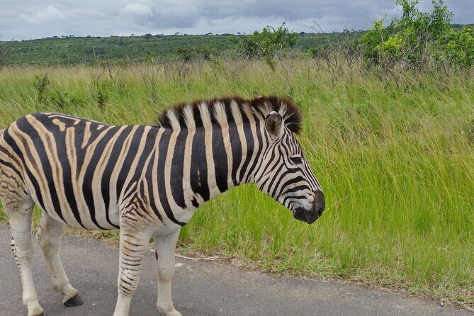 A Full Day Safari Tour to the Hluhluwe Imfolozi Big 5 Game Reserve - What Past Travelers Say