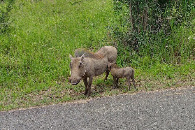 A Full Day Safari Tour to the Hluhluwe Imfolozi Big 5 Game Reserve - Who Is This Tour Best For?