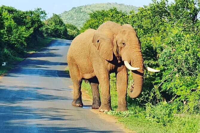 A Full Day Safari Tour to the Hluhluwe Imfolozi Big 5 Game Reserve - FAQ