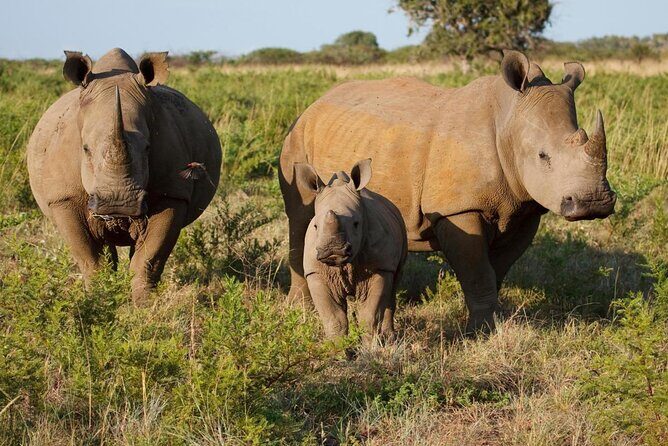 A Game Drive Plus White Rhino Short Walk - Review of the A Game Drive Plus White Rhino Short Walk in Livingstone, Zambia