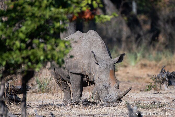 A Game Drive Plus White Rhino Short Walk - Final Thoughts