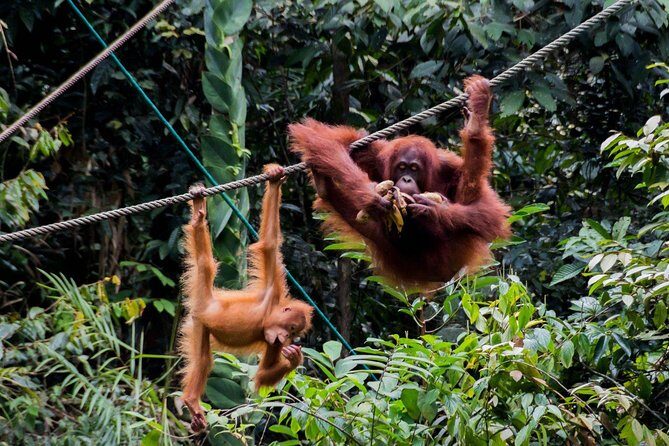 A glimpse of Orang Utan in Semenggoh Wildlife Centre - The Itinerary in Detail