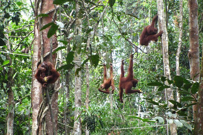 A glimpse of Orang Utan in Semenggoh Wildlife Centre - Practical Tips for Travelers