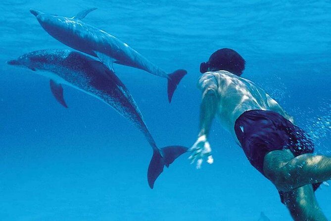 A Half Day Private Dolphins And Snorkeling Tour To Mnemba Island - What to Expect from the Tour Experience