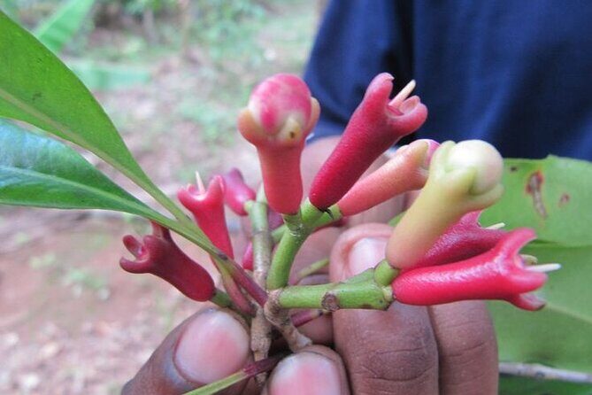 A Half Day Private Tour To Spice Farm - The Sum Up
