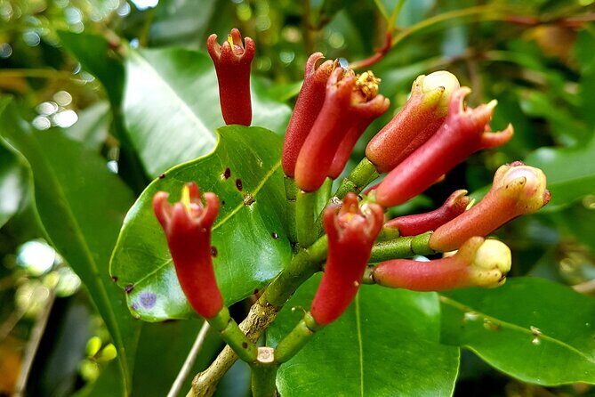 A Half Day Private Tour To Spice Farm - FAQs