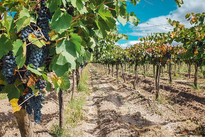 a-journey-to-the-heart-of-wine-winery-tour-free-wine