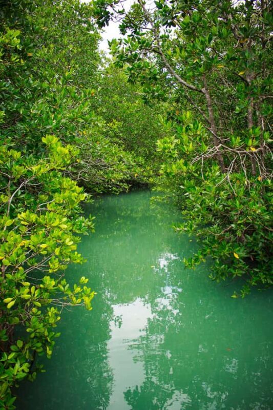 A Jungle-to-Sea Kayaking & Trekking Adventure in Phuket - Final Thoughts