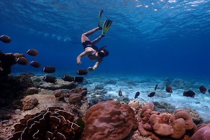 A Koh Lipe Snorkeling Tour - Frequently Asked Questions