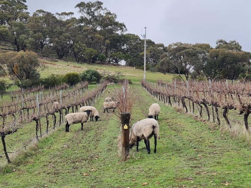 A local pickup Clare Valley Group Tour for Four Passengers. - FAQ