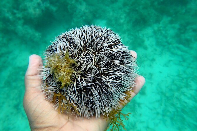 a-private-and-guided-snorkeling-diving-at-pointe-des-chateaux