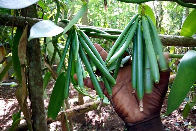 A Private Full Day Tour To Stone Town & Spice Farm - The Sum Up