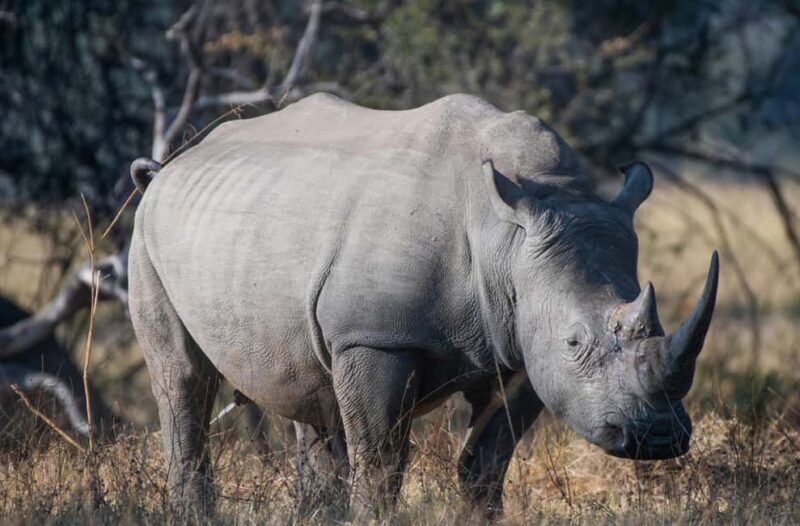 A Private Game Drive Plus White Rhino short walk - An In-Depth Look at the Tour Experience