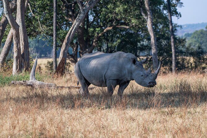 A Private Game Drive White Rhino Short walk - Introduction to the Tour