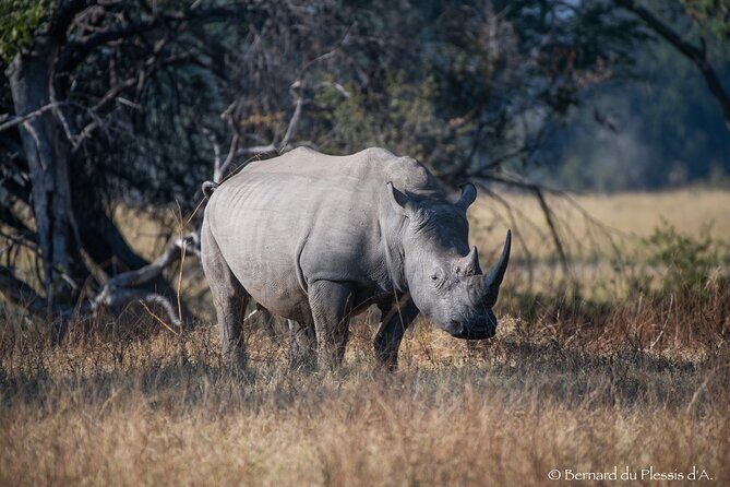 A Private Game Drive White Rhino Short walk - The Value of the Experience