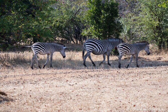 A Private Game Drive White Rhino Short walk - Authentic Insights from Reviews