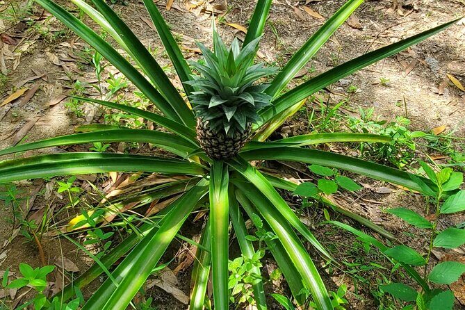A private half day spice farm with a cooking lesson - Exploring the Details of the Tour