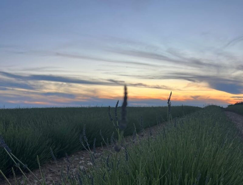 a-provencal-picnic-at-sunset-in-the-lavender-fields