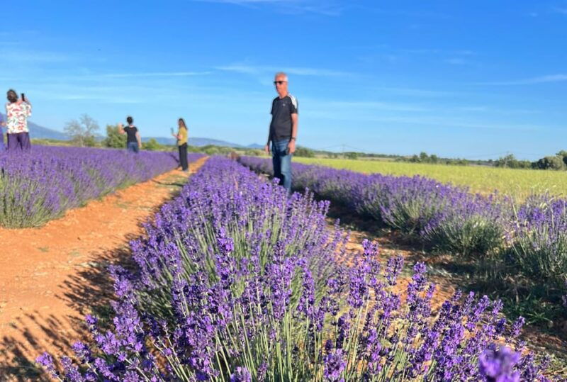 a-provencal-picnic-at-sunset-in-the-lavender-fields