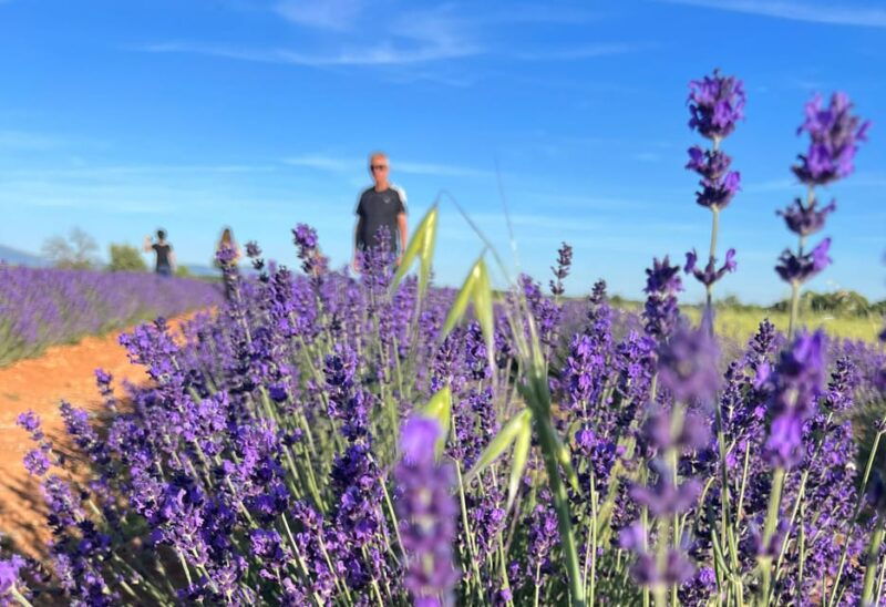 a-provencal-picnic-at-sunset-in-the-lavender-fields