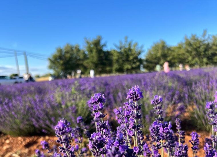 a-provencal-picnic-at-sunset-in-the-lavender-fields